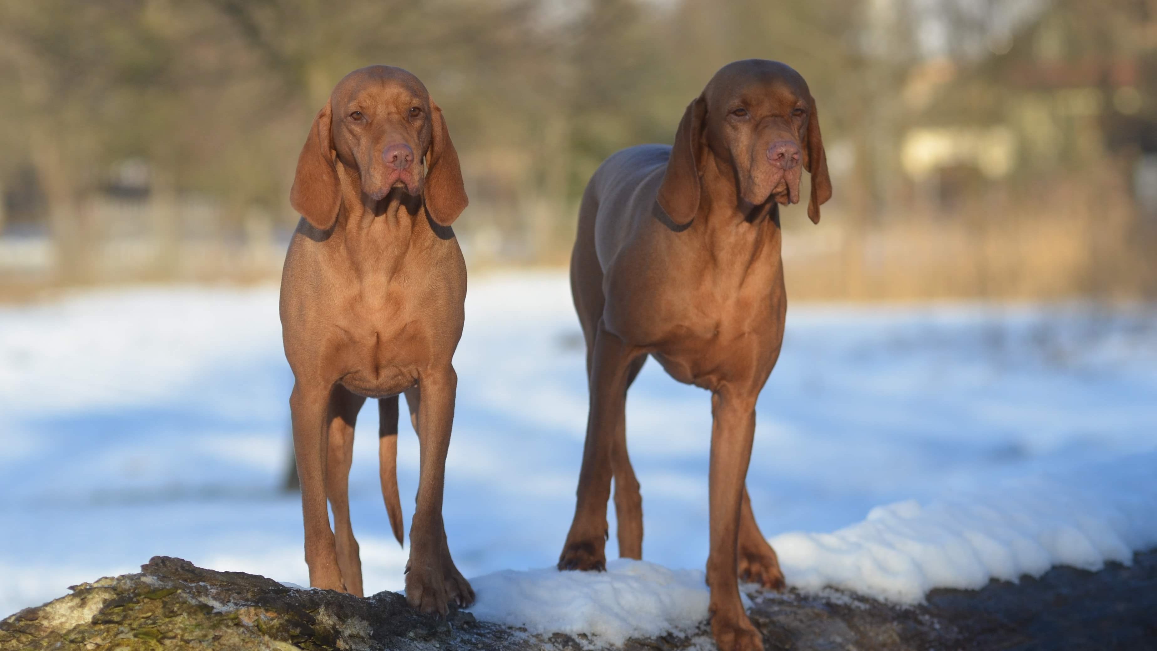 2 magyar vizsla a hóban